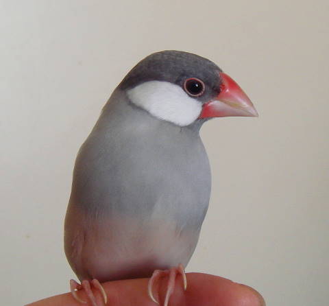 文鳥の飼い方 一人暮らしの社会人が仕事をしながら文鳥を飼うための３つのコツ