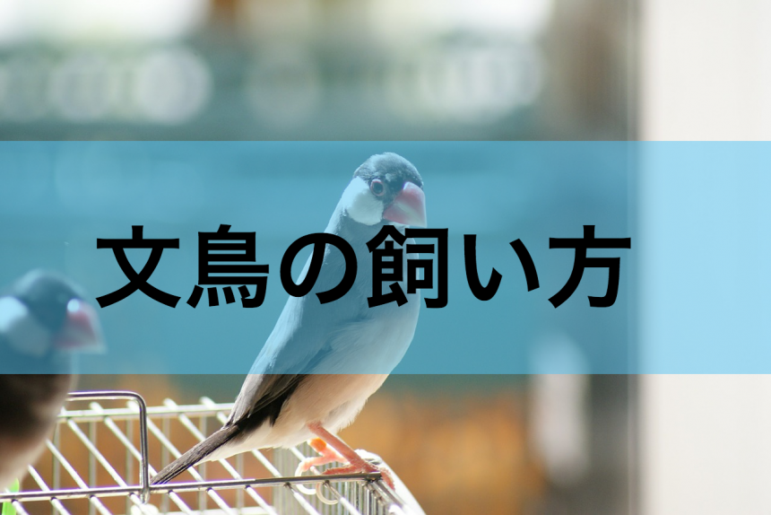 文鳥の飼い方 一人暮らしの社会人が仕事をしながら文鳥を飼うための３つのコツ