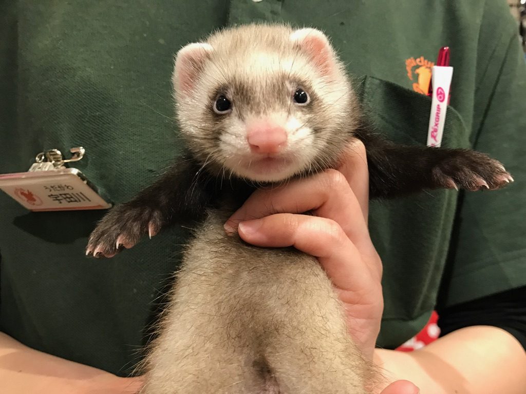 フェレットの飼い方 一人暮らしではどうすればいい 値段や寿命は