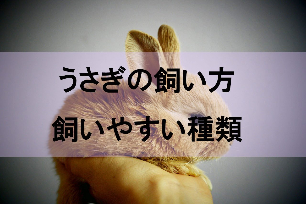 うさぎの飼い方と飼いやすい種類3選 一人暮らし