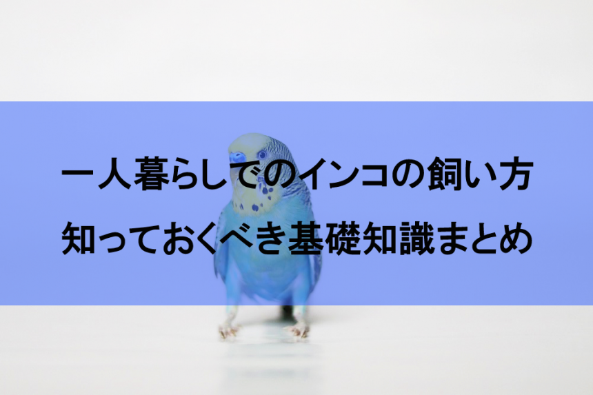 一人暮らしでのインコの飼い方と種類 寿命 値段など知るべき基礎知識